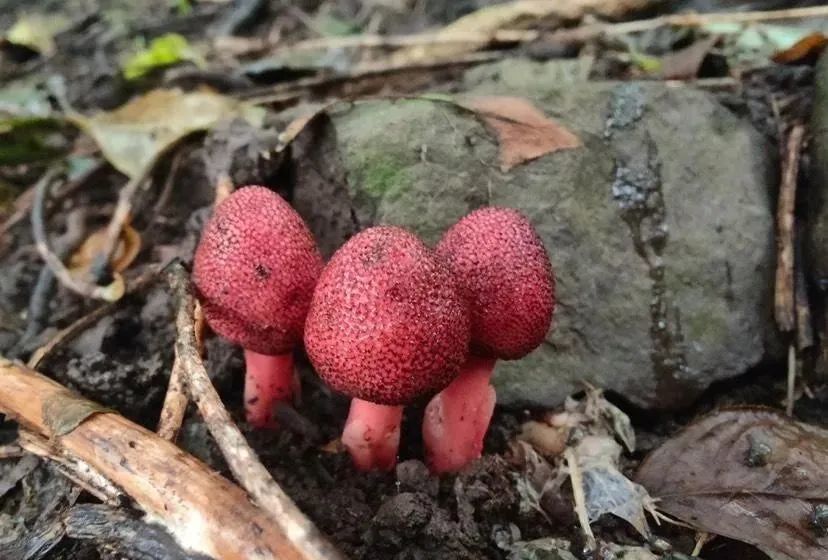 红伞伞,白杆杆……平顶山首次发现