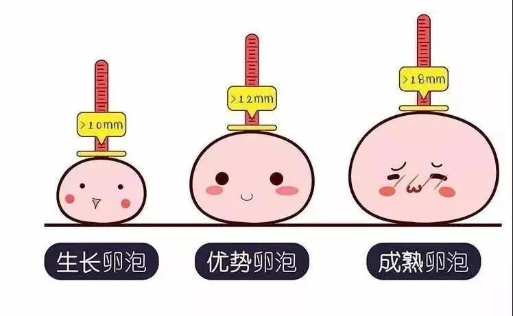 所谓的卵泡发育不良是指:在卵泡晚期时,卵泡仍然不能达到成熟卵泡大小