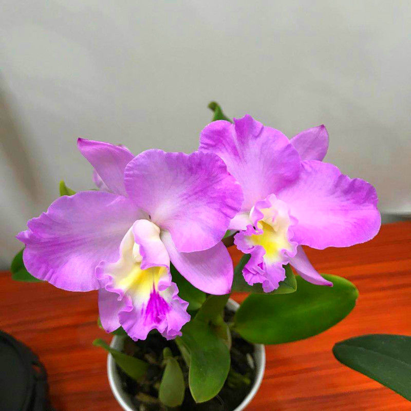 会跳舞的兰花家里种一棵秋季开花多又艳特别漂亮