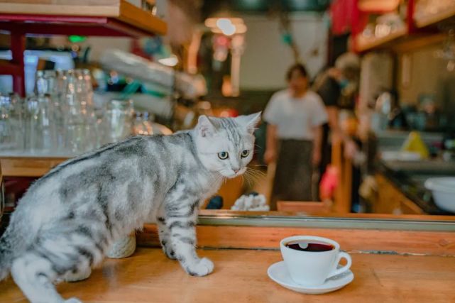 城中区咖啡店指南vol|柳州的秋日,值得来这些咖啡店摸鱼