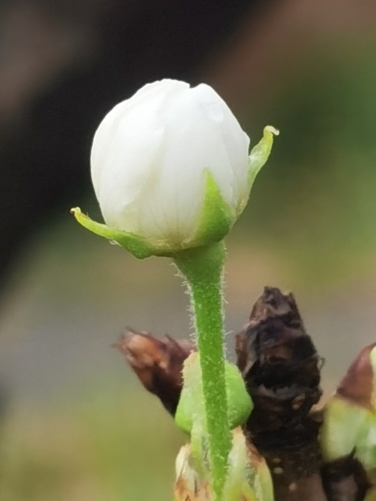 十月梨树开花?百岁老人称没见过,农技专家:或致明年无花无果