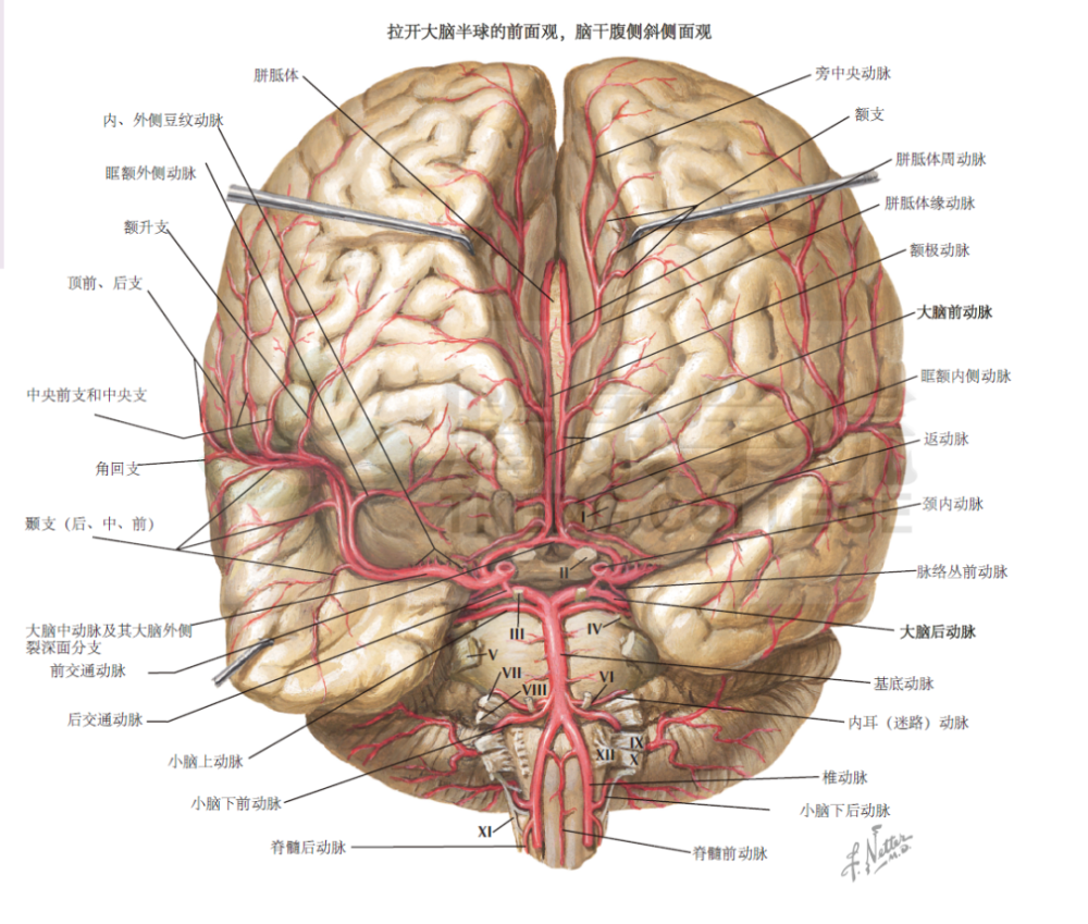神经解剖学脑动脉的分支分布