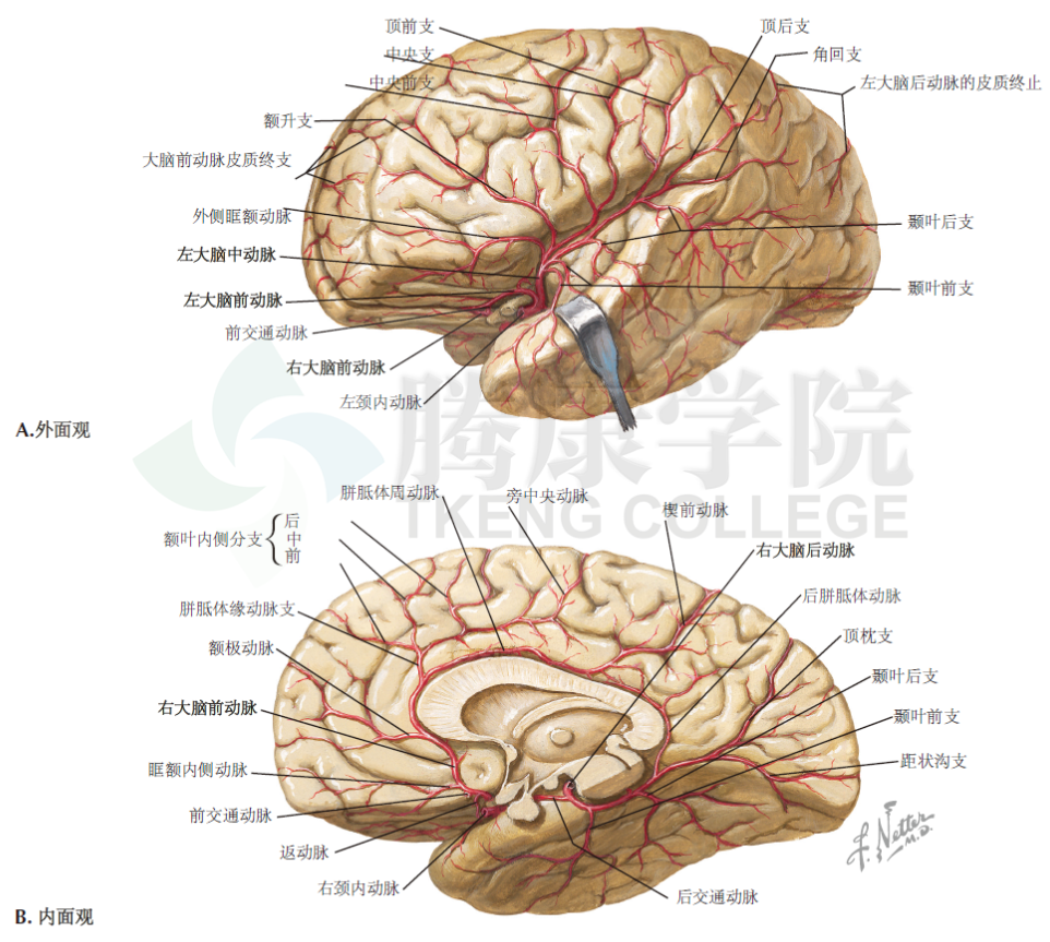 神经解剖学脑动脉的分支分布