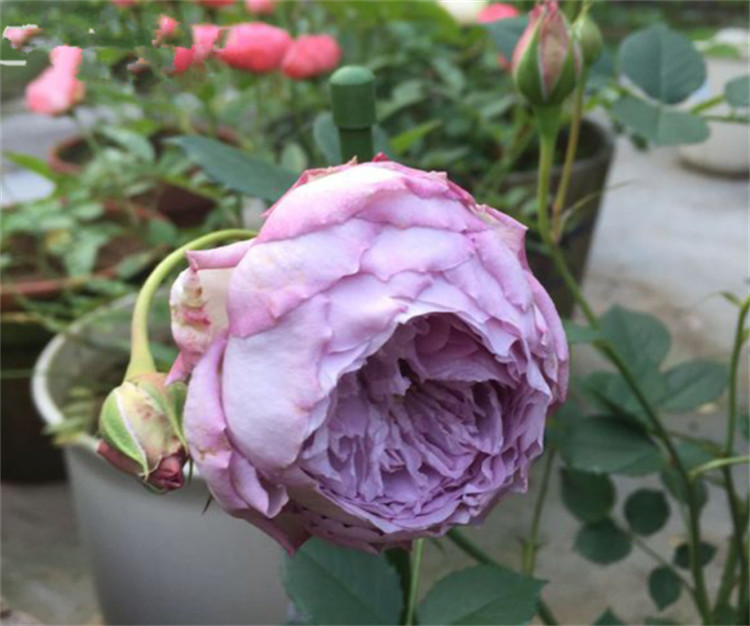的紫色月季,它的开花量也比较大,是日本的河本纯子培育的天堂系列品种