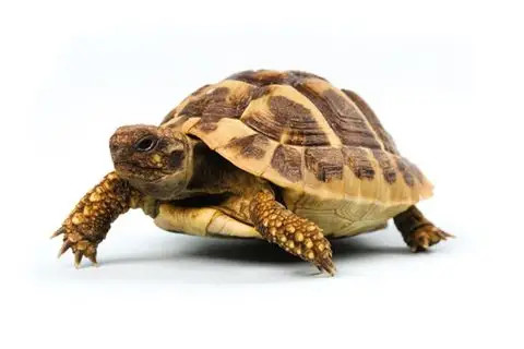 龟为什么长寿