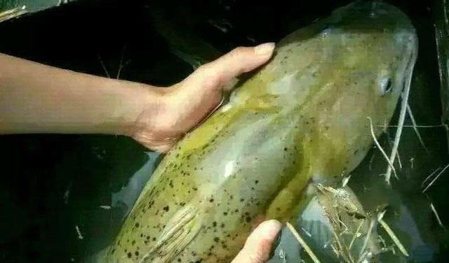 挣扎的芝麻剑鱼已升级为二级国保却躲不过水下蛙人的捕杀