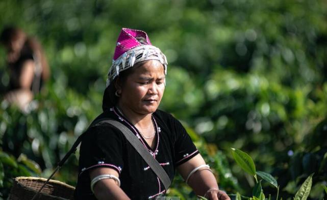 云南咖啡豆出圈:佤族女人执着九年,把豆卖给星巴克,年