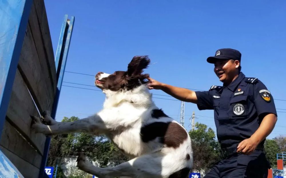 在徐州铁路公安处警犬工作队训练场上 随着警犬训导员一个个指令清晰