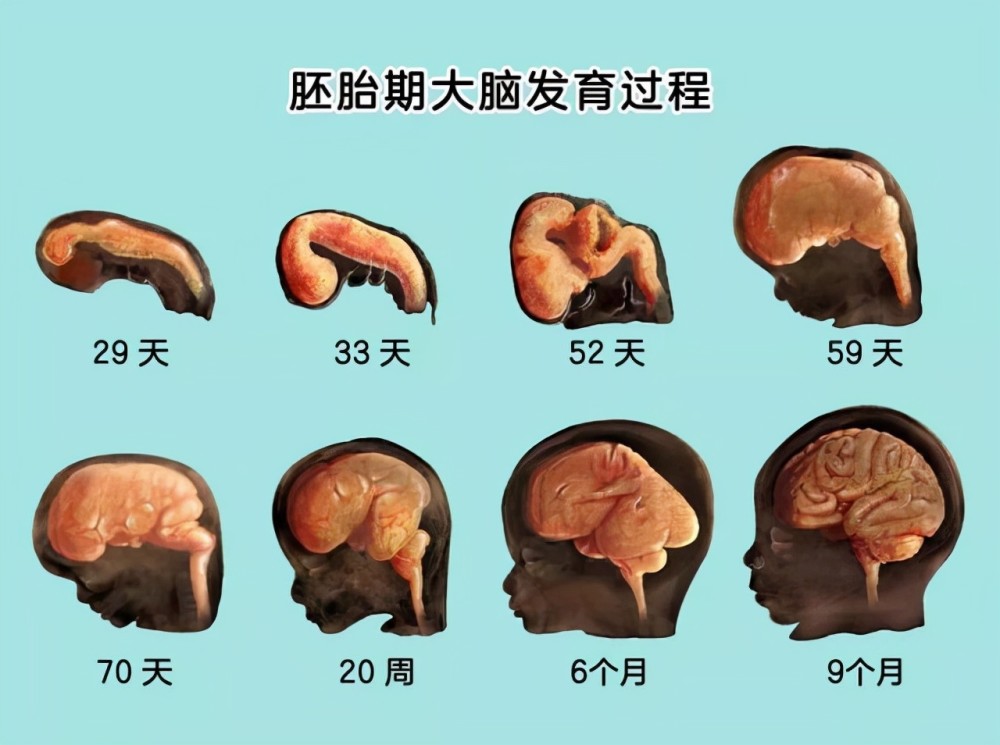 胎儿大脑发育的关键期