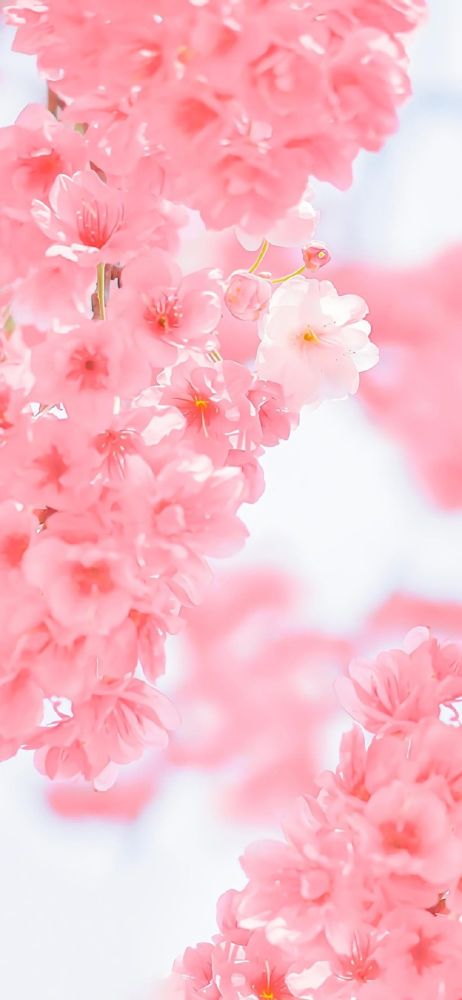 粉色系壁纸丨下次见面带一束花