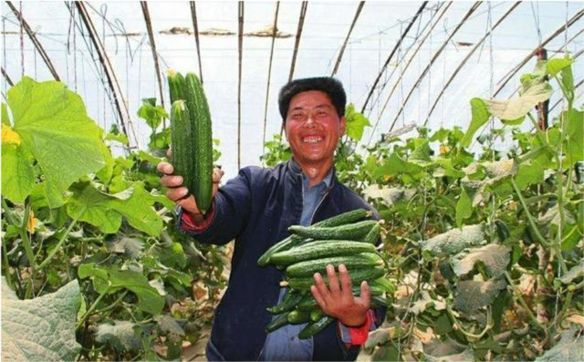 蔬菜大棚种植黄瓜,技术要求高吗?经济效益怎么样?