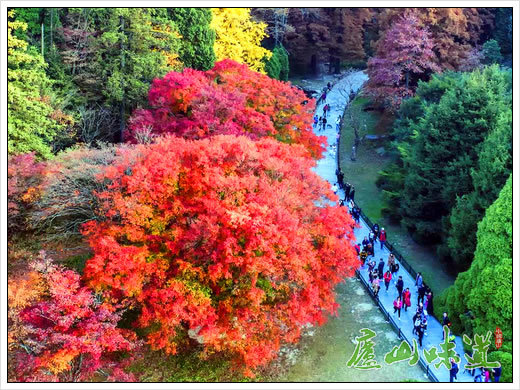 "中国科学院第四届科学节,庐山植物园第五届红叶节"在庐山开启