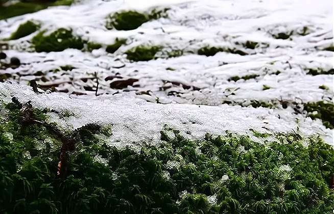 甘肃多地鹅毛大雪满天飞,为什么今年还未立冬就下雪了