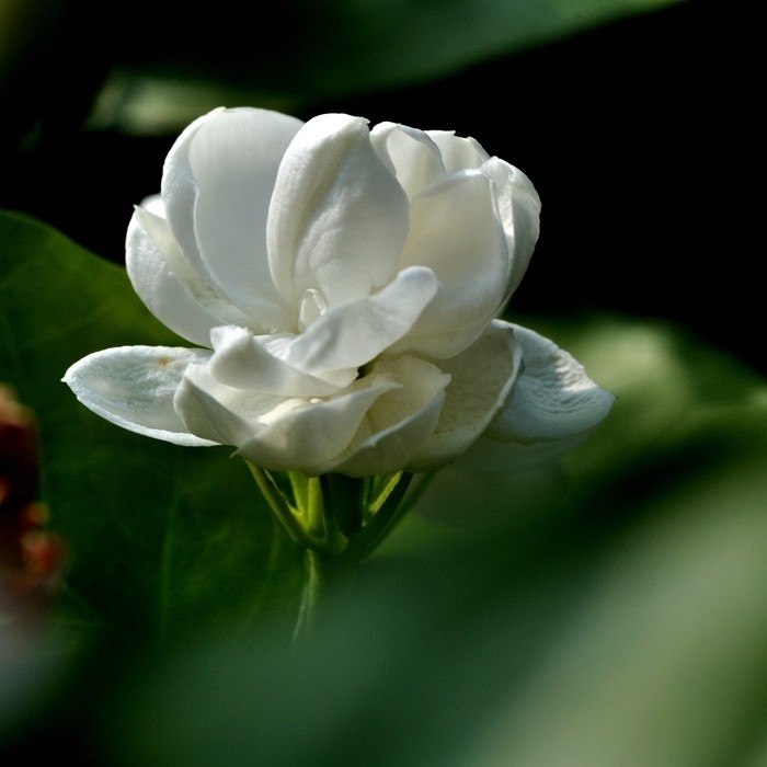 茉莉花名称的由来