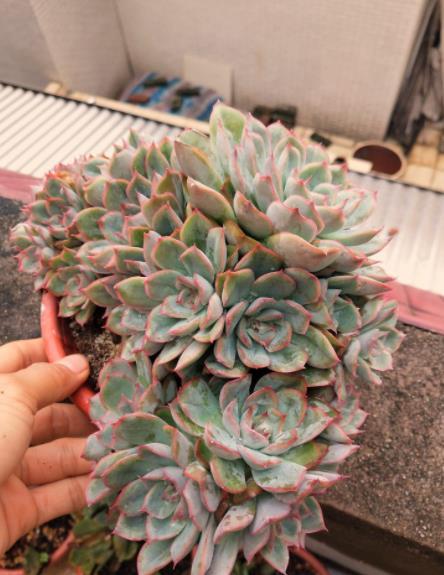 秋天养盆多肉猎户座,上色美颜值高,容易爆崽长满盆