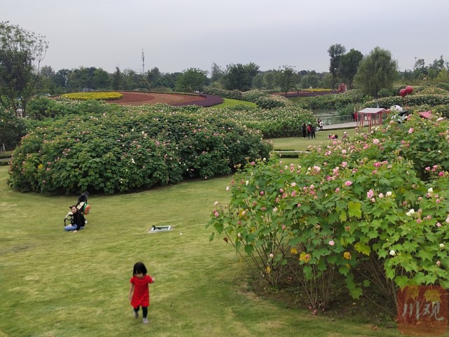 "10月14日,2021第四届天府芙蓉花节在成都天府芙蓉园盛大启幕.