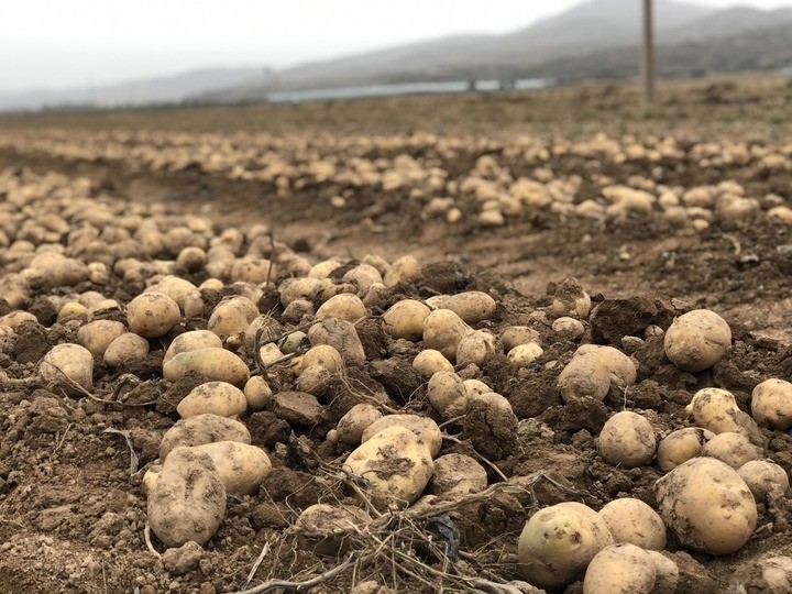 定西"土豆扶贫:从"保命粮"到新产业