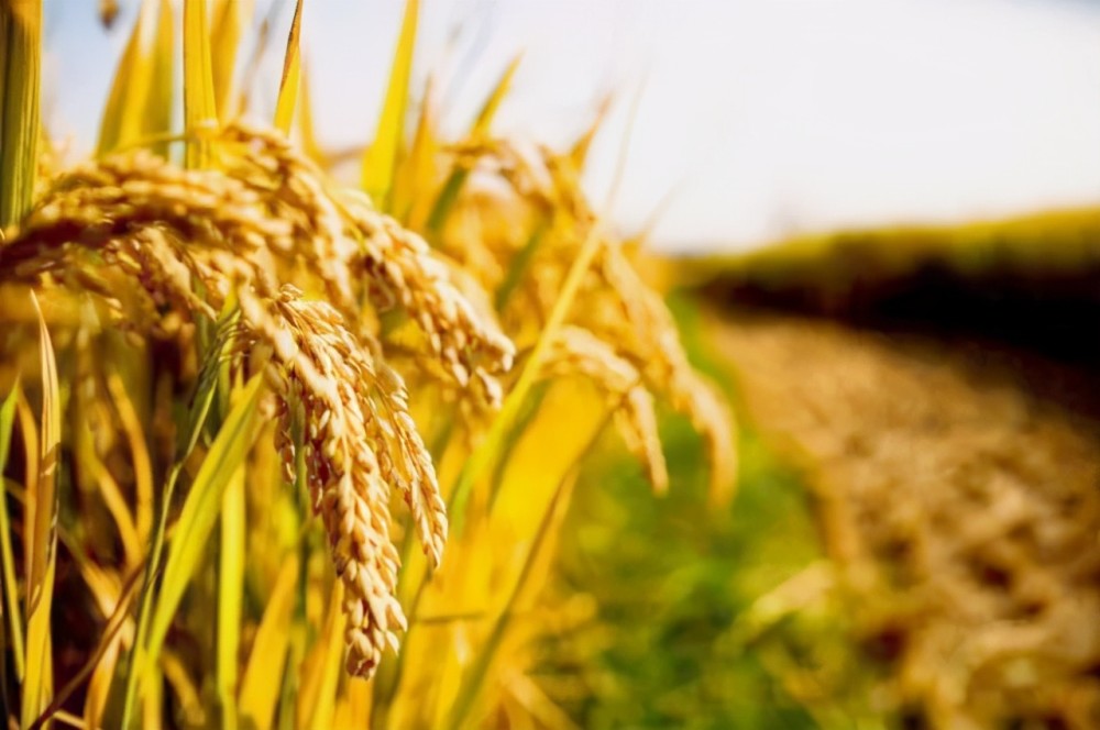 接下来从播种至到水稻成熟的这一段时间,稻田里的杂草几乎就不会存在