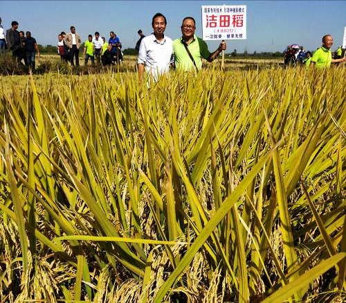 唐晓艳:独家技术研发"洁田稻,让稻田杂草不生,且不伤秧苗
