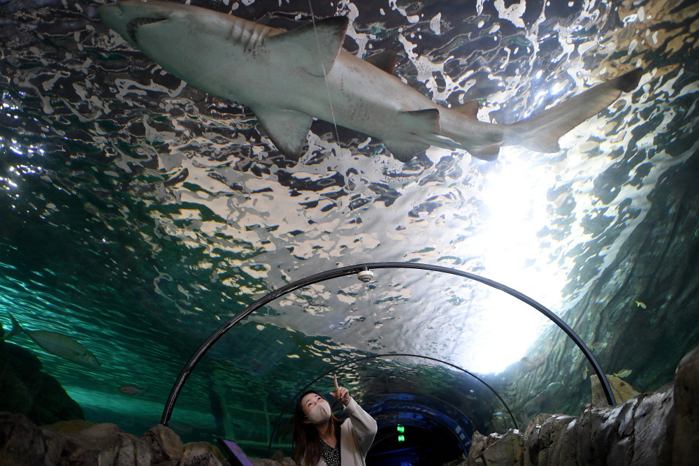 10月14日,工作人员在澳大利亚悉尼水族馆给企鹅喂食.新华社/欧新