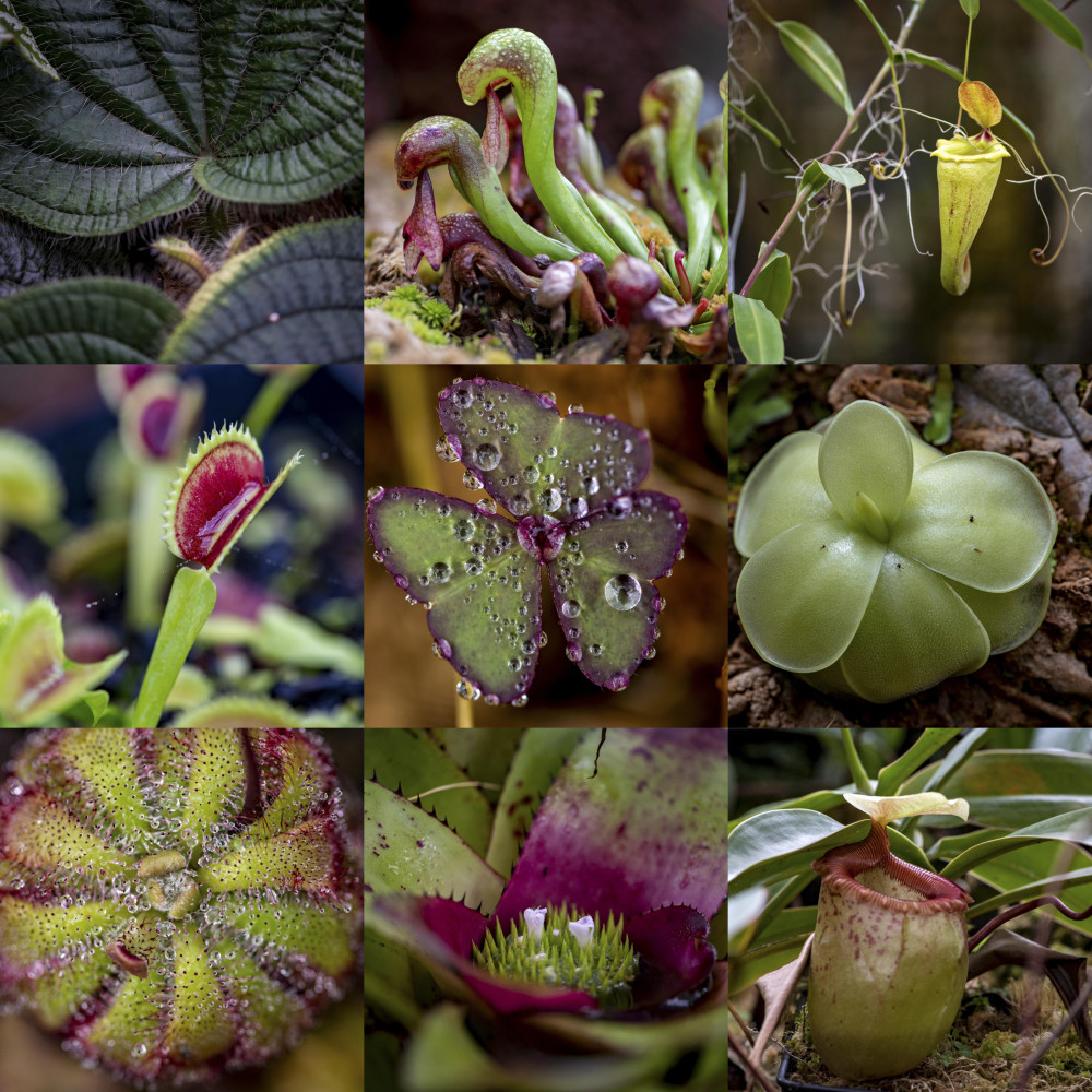 中国科学院昆明植物研究所昆明植物园内的"扶荔宫"生物多样性体验园是