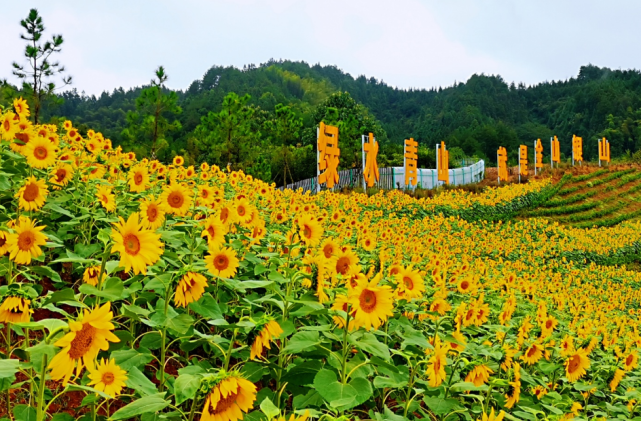 离安化县城12公里的 茶乡花海生态体验园 占地2500余亩 由98座大小山