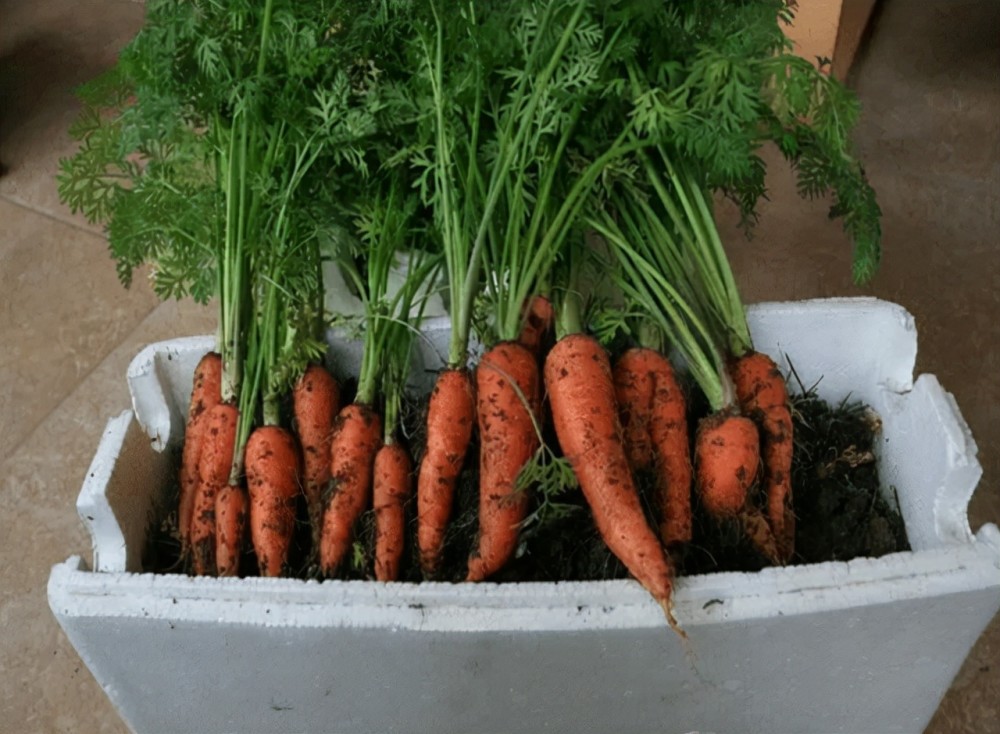 十月可种的 18种蔬菜 ,种植简单,采收快,一直吃到明年春天 腾讯新闻 
