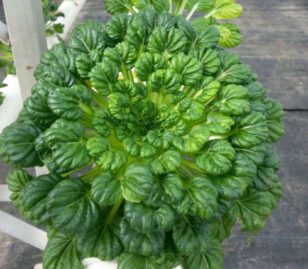 12.乌塌菜