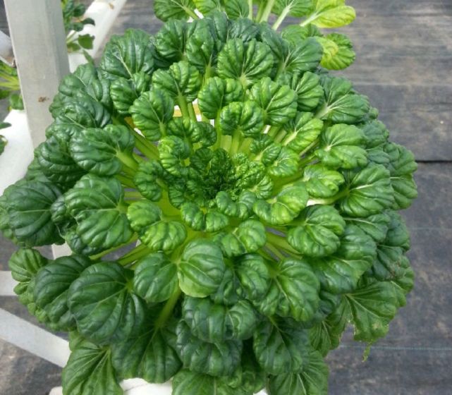 乌塌菜