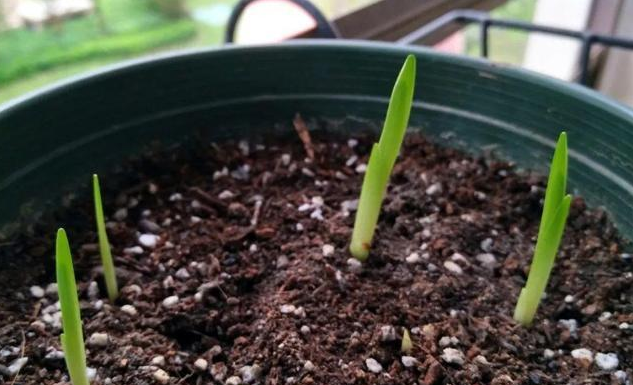 香雪兰什么时候种植成活率高?
