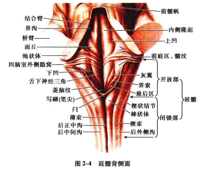 其下端以枕骨大孔,第一颈神经根,锥体交叉与脊髓为界,背侧面以菱形窝