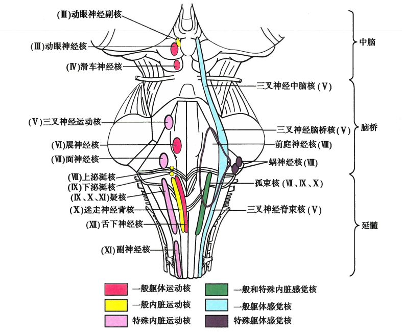 图-1脑干内脑神经核团(背面)