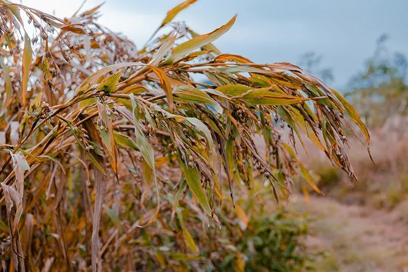 兴仁:35万亩薏仁米喜获丰收 机械化收割确保颗粒归仓