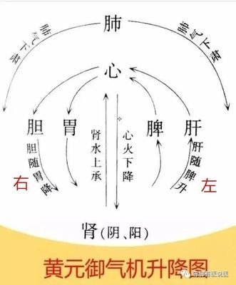 彭子益在《圆运动的古中医学》两部著作中,提出了人的气机运行的"圆