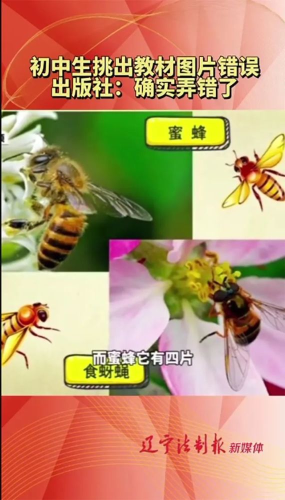 of functional wings and bees are plump with their round belly