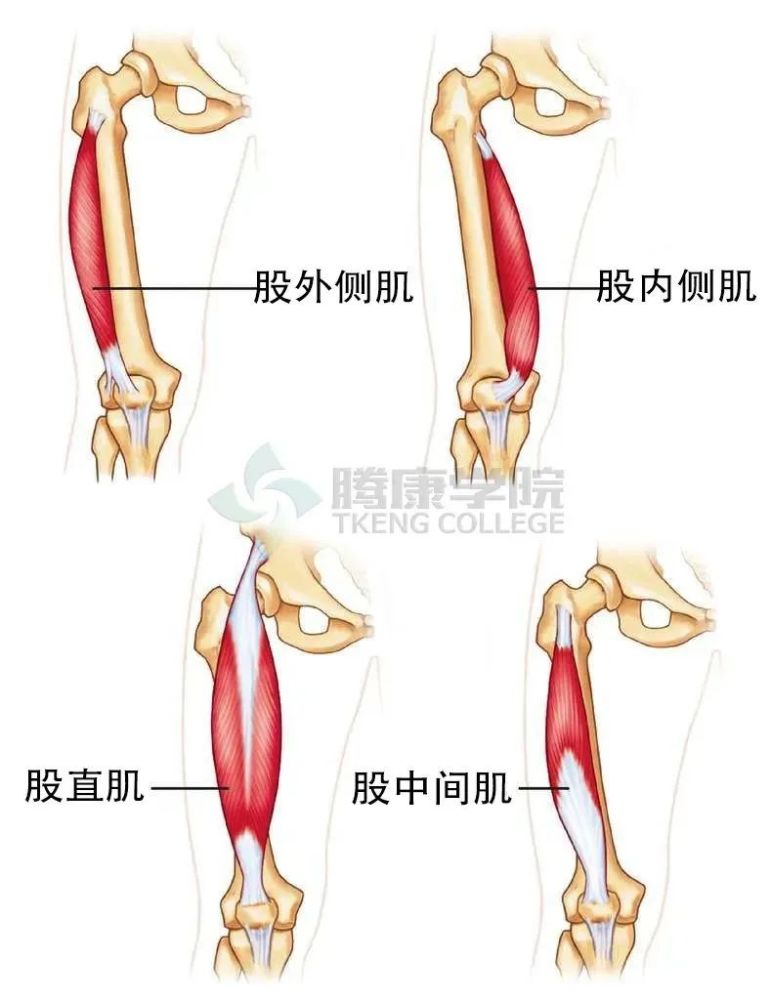 股内侧肌:这肌肉位于大腿内侧,末端靠近膝盖骨,称为股内侧斜肌(vmo).