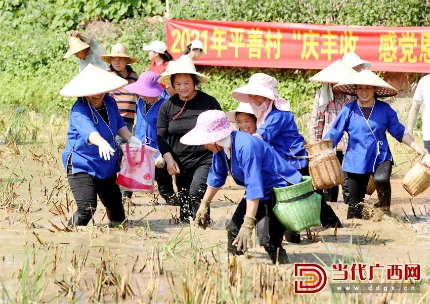 八桂田野好"丰"景,广西各地庆祝丰收节掠影