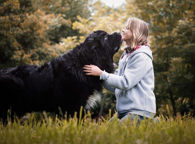 10 种最适合儿童的犬种,适合有小孩的家庭-对孩子友好且可爱