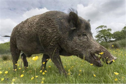 全国6个省市开放野猪捕猎,杀死的野猪肉