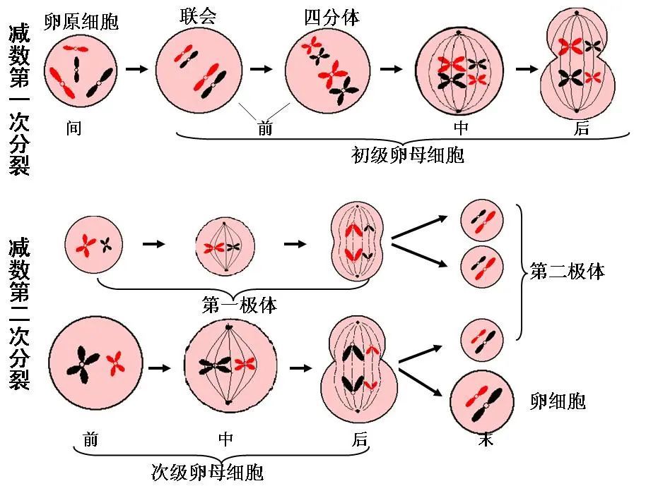 而另一组染色体则被推出卵细胞,形成所谓的"极体".