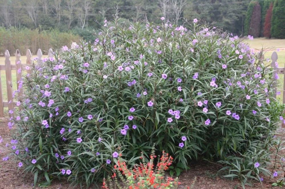 花量极其丰富的翠芦莉适合在院子里种一片也能养成盆栽