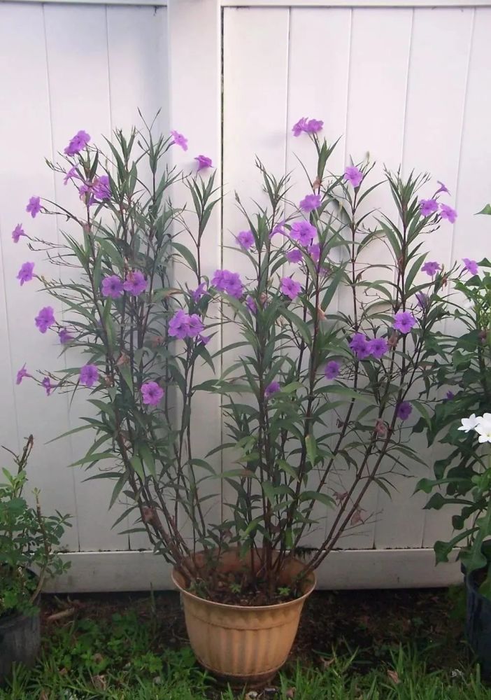有时候我们看到野外的一些翠芦莉在冬天枯萎了,来年又可以重新长一