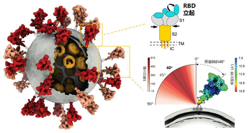 新冠病毒的分子结构
