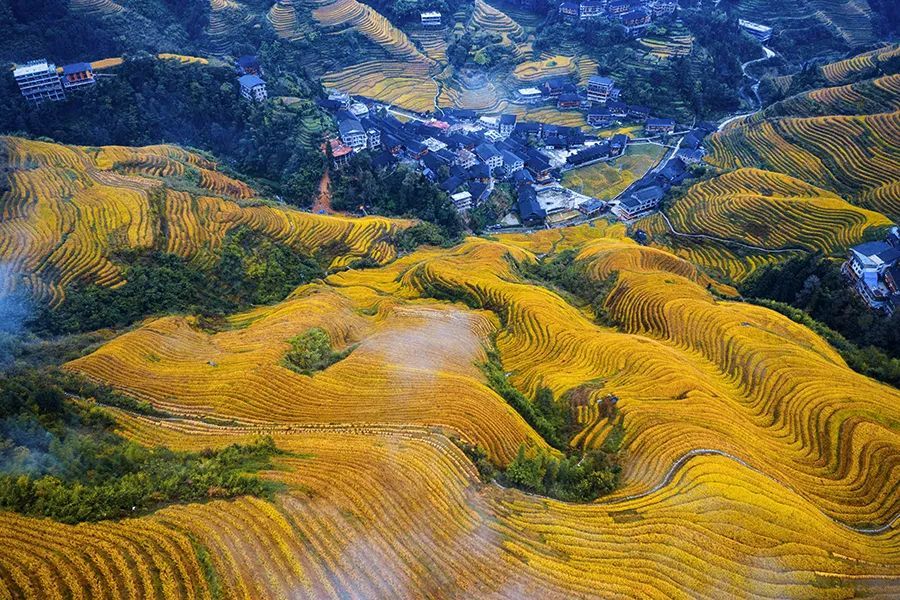 龙脊梯田天然居秋天风景很美与您分享秋天的金色龙脊梯田