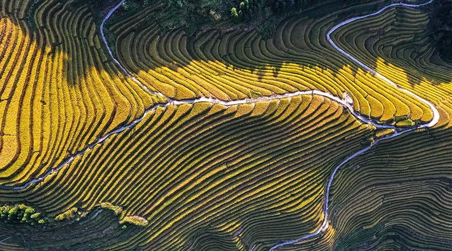 龙脊梯田天然居:秋天风景很美,与您分享秋天的金色龙脊梯田