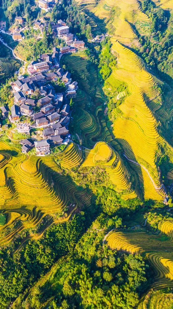 龙脊梯田天然居:秋天风景很美,与您分享秋天的金色龙脊梯田