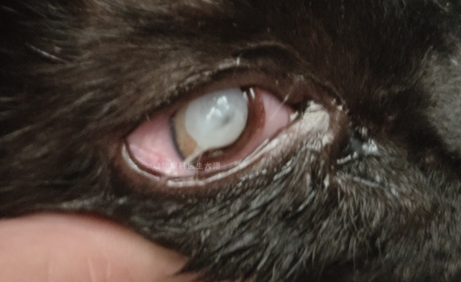 猫眼睛水泡,眼睛凸起,角膜穿孔的治疗