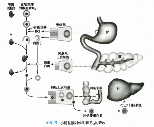 小肠内主要物质的吸收