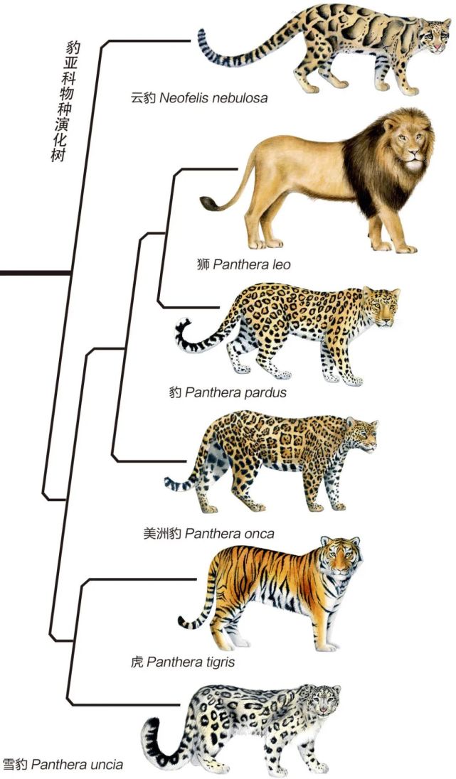 《豹亚科猫科动物演化图》 原图制作/曾志杰  动物插图/肖白 祁连山