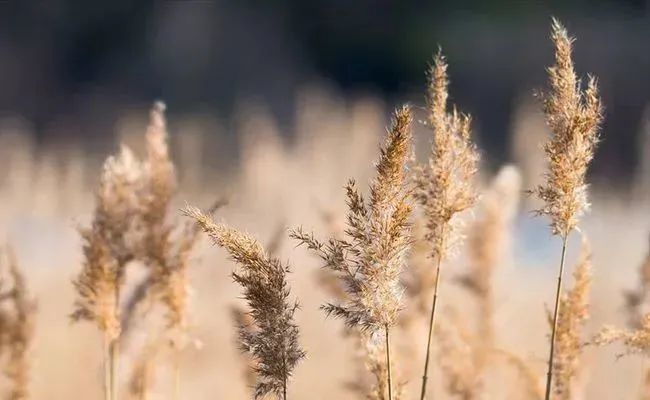 芦苇丛中怎样拍出好看的照片教你几个小技巧与芦花共美